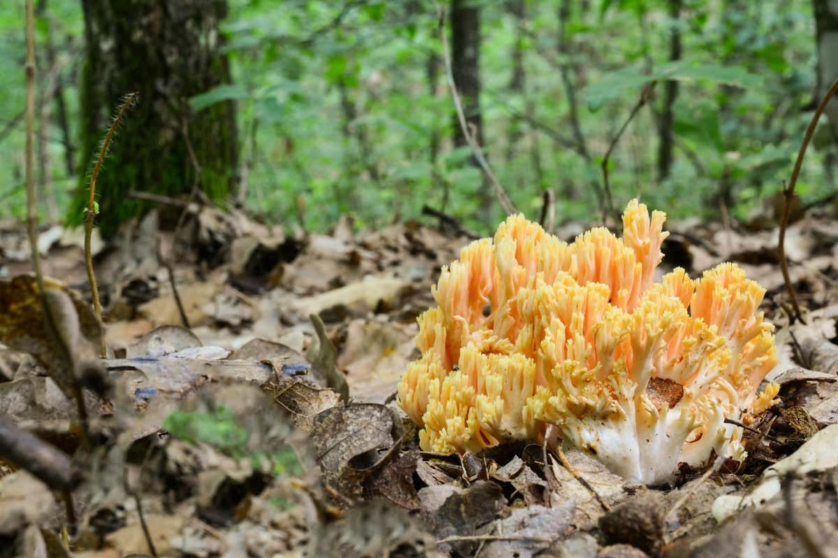 Ramaria flava or Golden coral fungus in natural habitat, oak forest, close up view, horizontal orientation; Shutterstock ID 1739516405; purchase_order: -; job: -; client: -; other: -