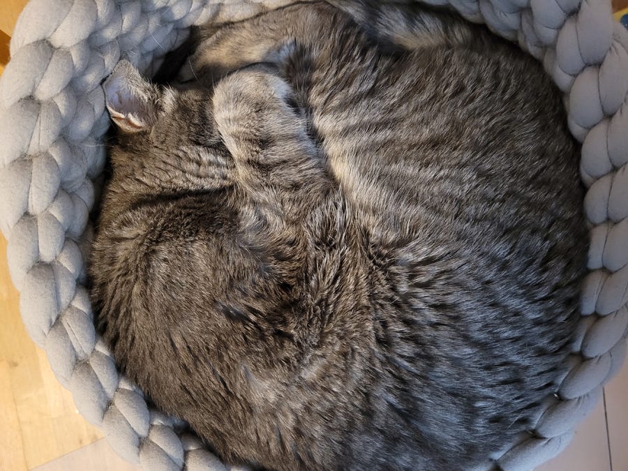 Thornton sleeps curled into a neat circle defined by the walls of his cloth 'basket' bed. One front paw is curled over his face.