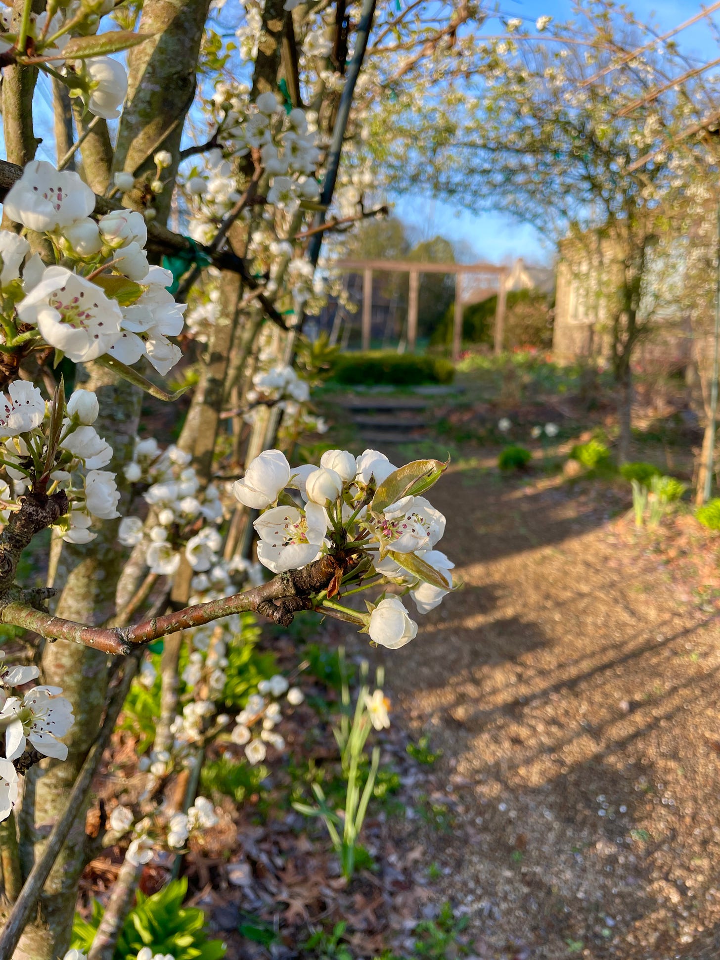 Pear blossom and daffodils - pure and simple