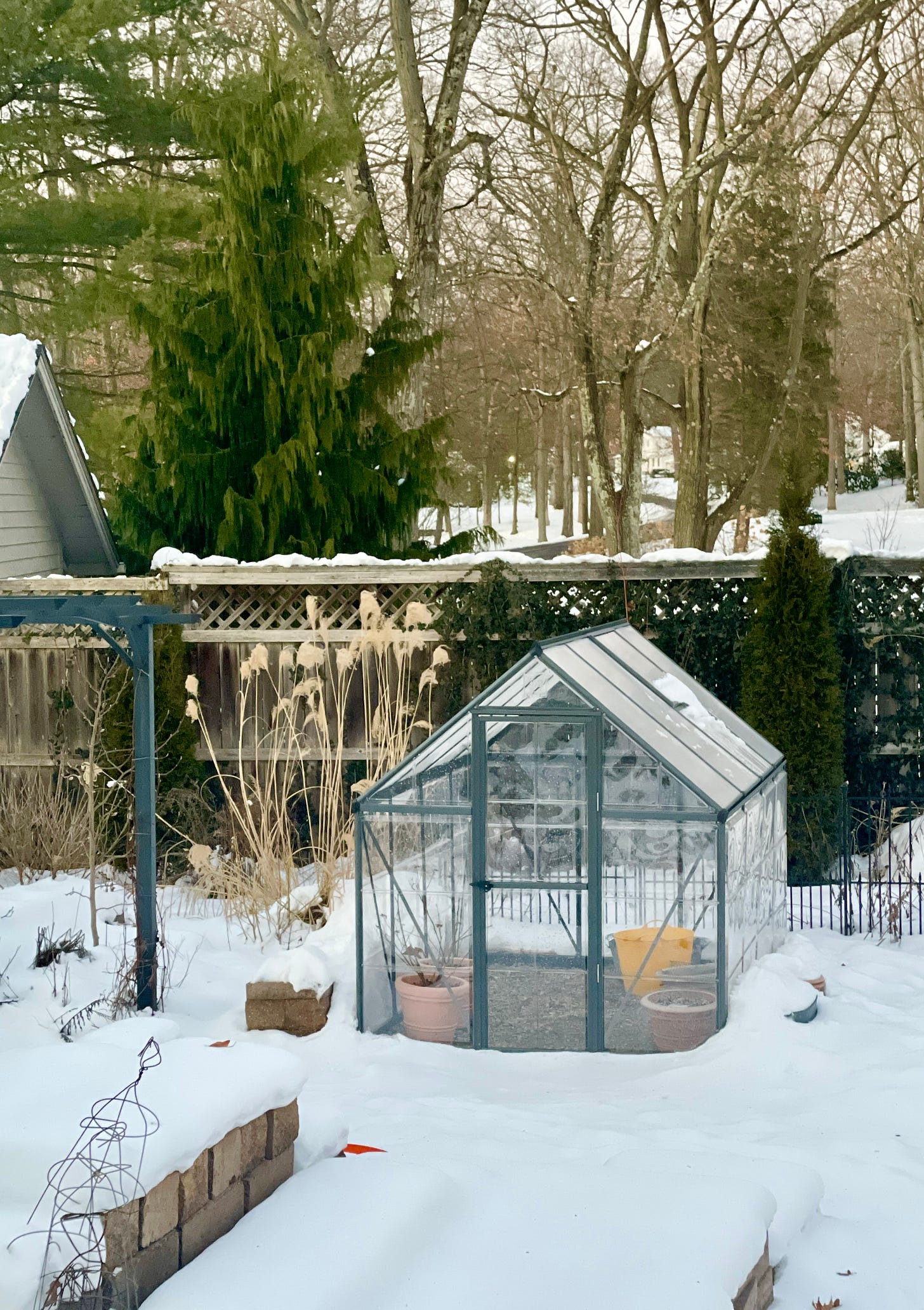 The greenhouse with the tulip pots this week in the Kitchen Garden