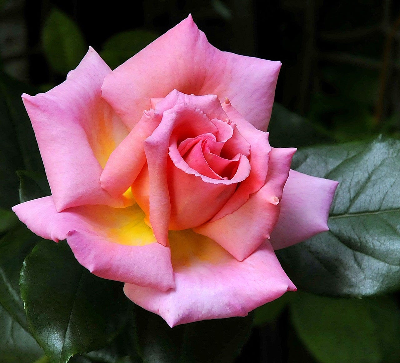 a pink climbing rose