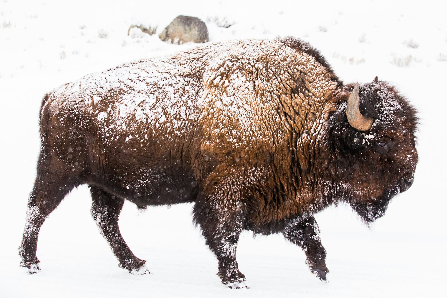 An American bison in a blizzard