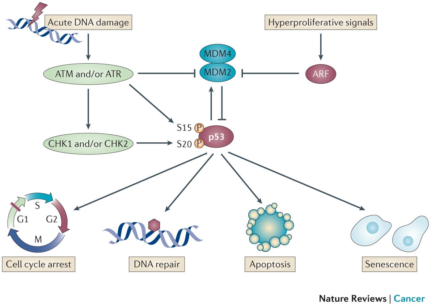 Unravelling mechanisms of p53-mediated tumour suppression | Nature Reviews  Cancer