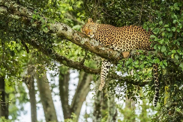 Leopard sleeping on tree branch with leg dangling down in