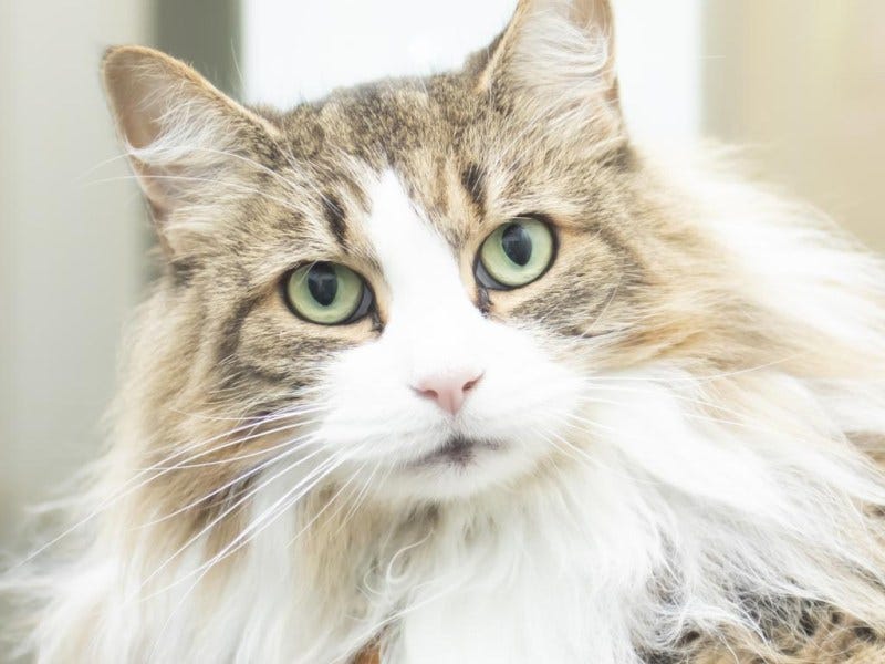 Annabelle’s gentle spirit and loving nature make her an ideal companion