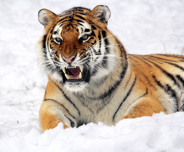 Tiger growls and bears it's teeth, sitting in the snow