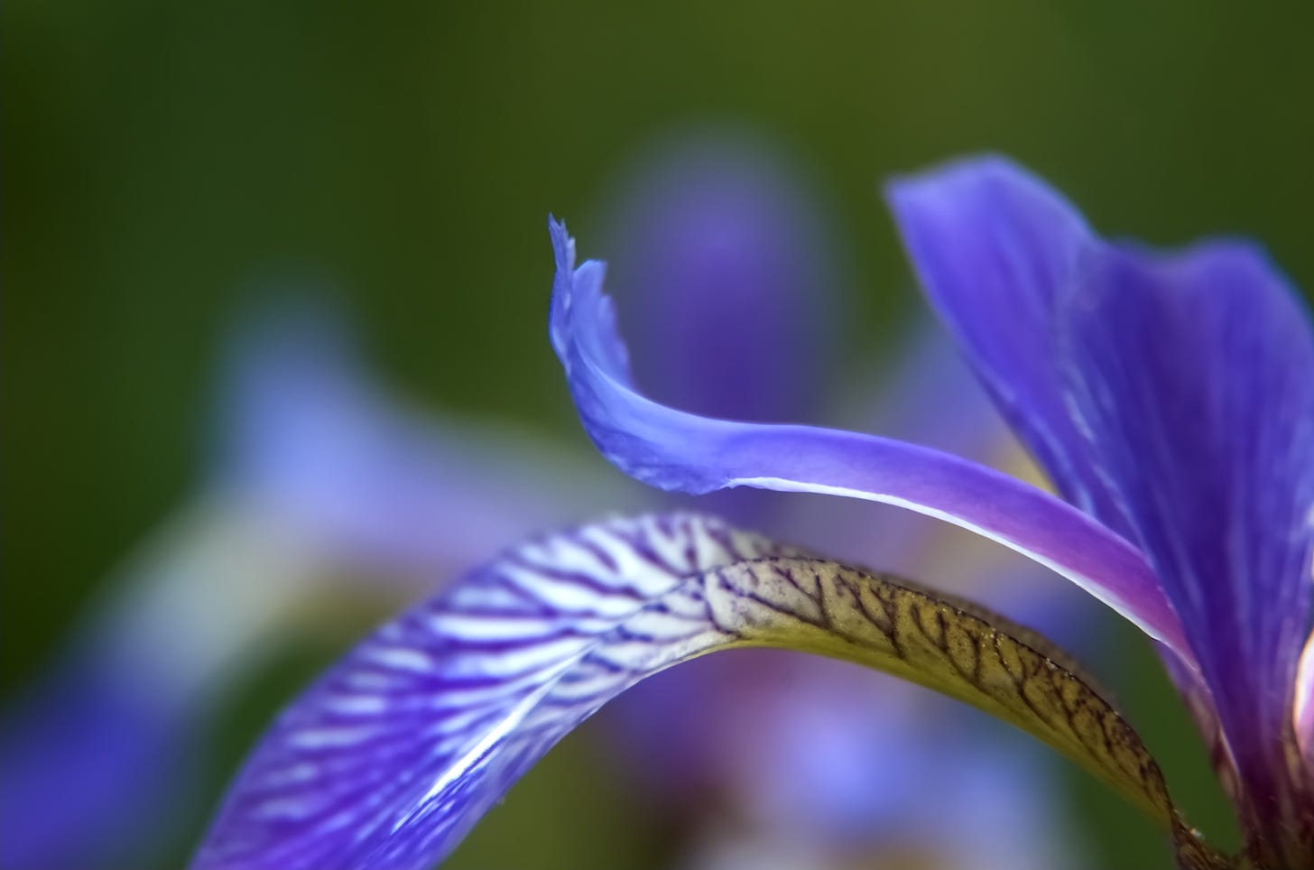 A close-up of Northern Blue Flag Iris petals, in profile.