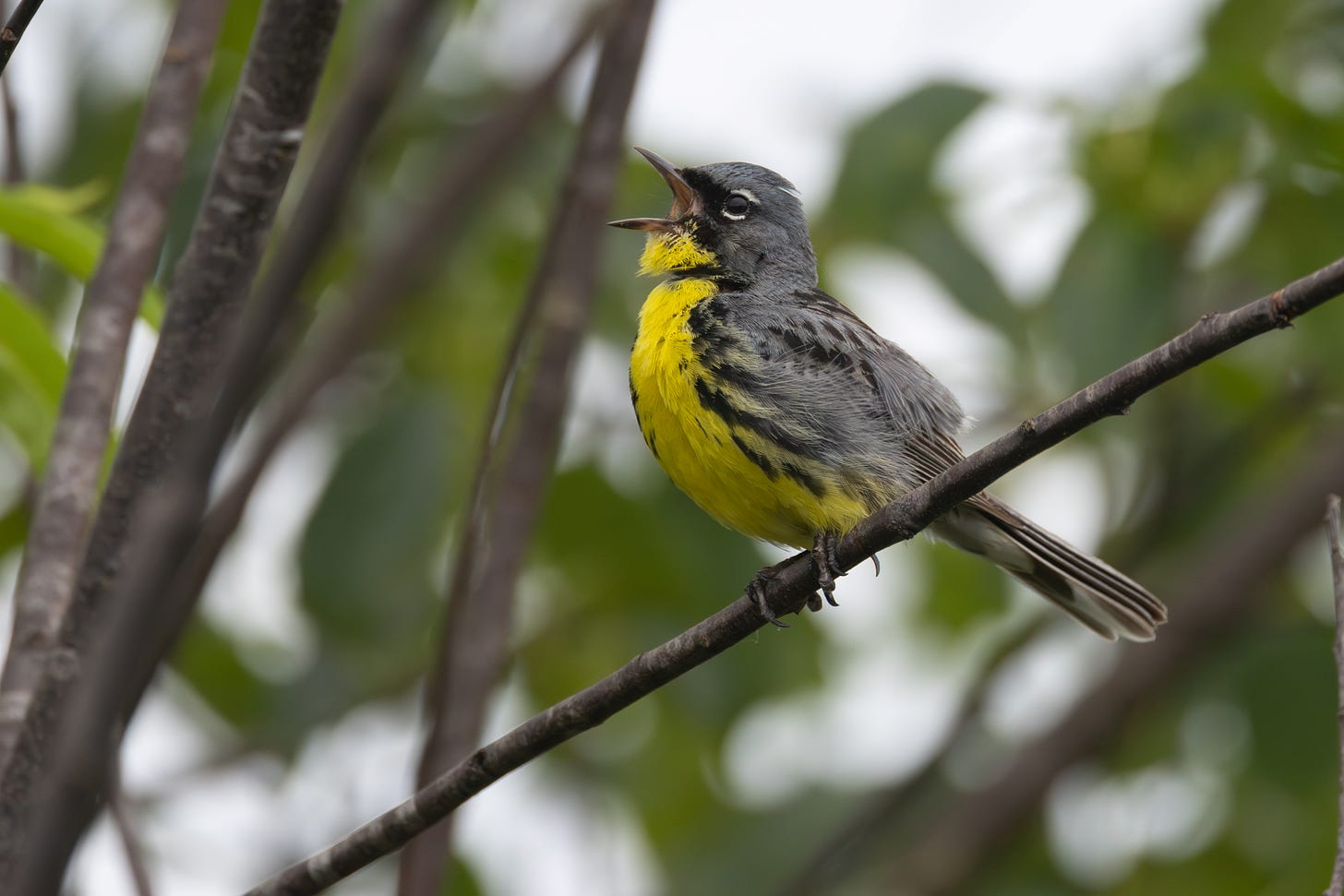 a chunky songbird, slate gray backed with a lemon yellow belly, perched on a thin stick facing left with its mouth wide open as it sings