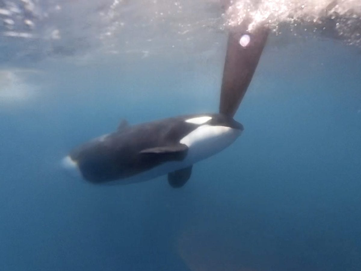 The Ocean Race – Orca encounter: “This was a scary moment”
