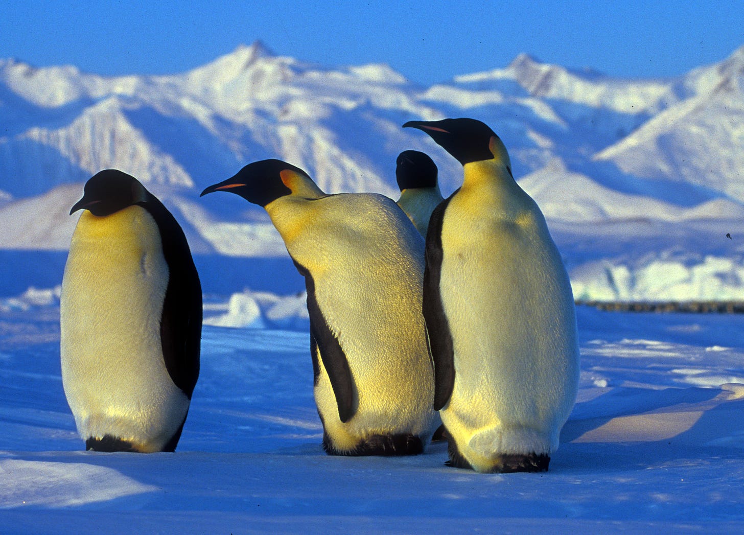 emperor penguins on ice in Antarctica