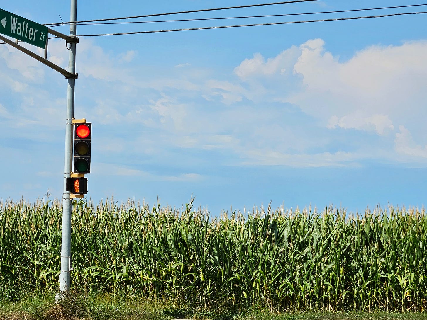 A tall field of corn lines the bottom of the frame, with blue sky and puffy clouds overhead. In the foreground and to the left is a traffic light on red, with a sign for "Walter Street" overhead.