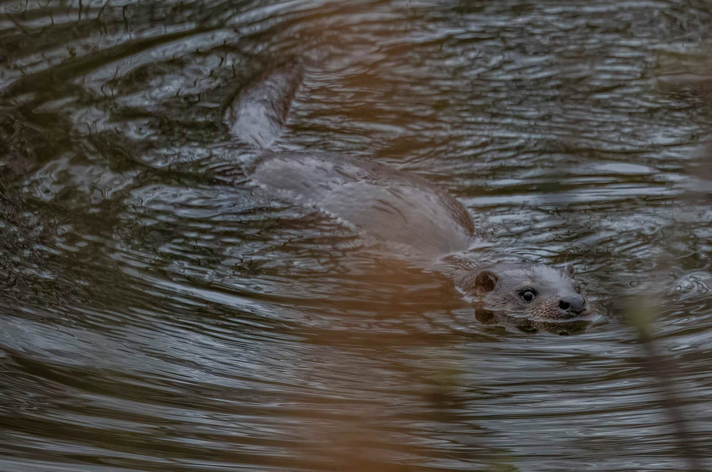 Photo of an otter floating in a river