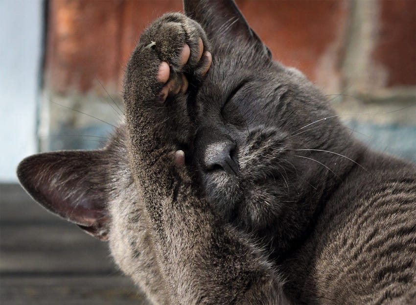 A grey cat, its eyes closed, holds one paw over its forehead as if it were face-palming in disbelief.