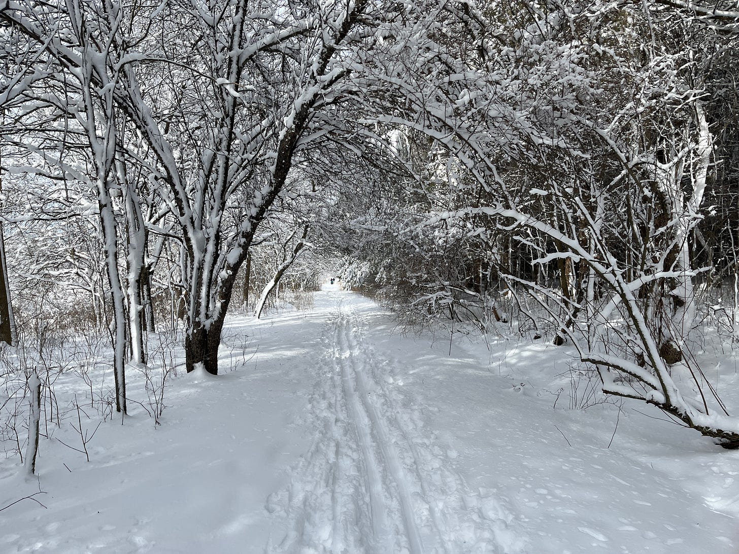 Snow-covered trees arcing over a trail with ski tracks