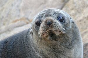 A fur seal is among several sea creatures who are "natural data loggers", leaving clues in their teeth and bones about past environmental events.