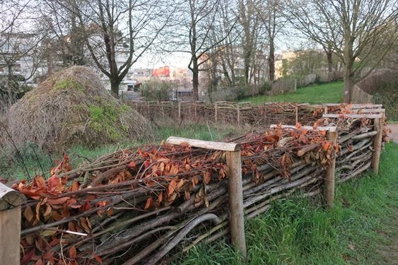 sturdy dead hedge