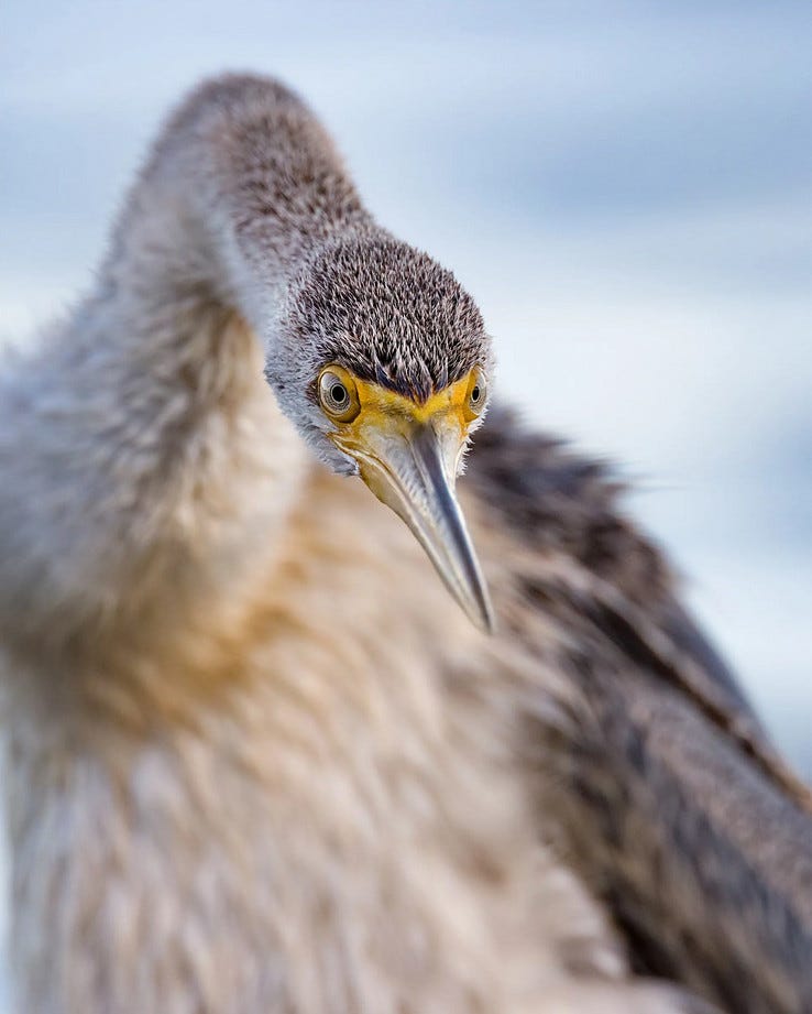 una aninga australiana, un ave pescadora de cuello muy largo, fotografiada de cerca