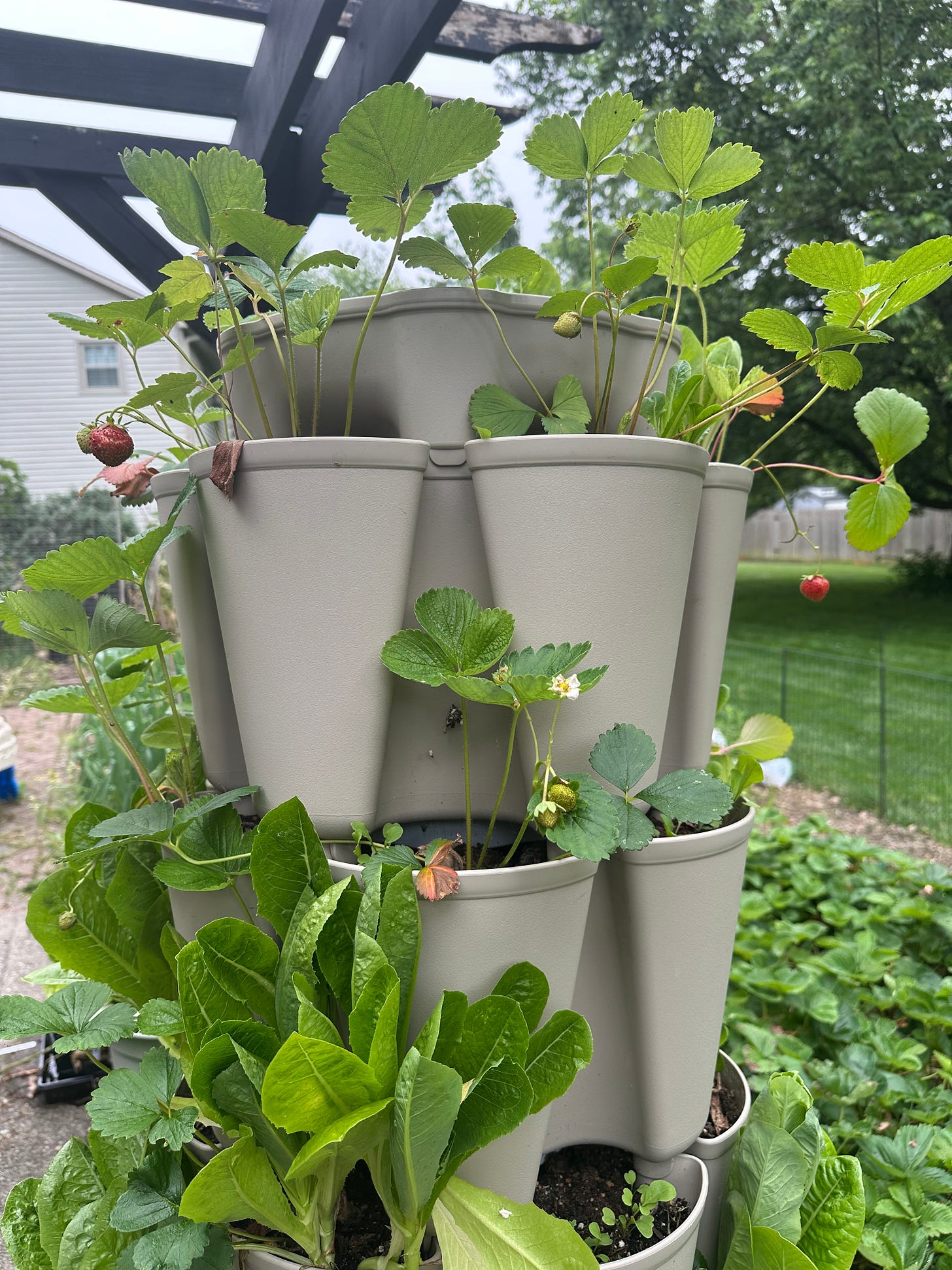 lettuce and strawberries lettuce and strawberries