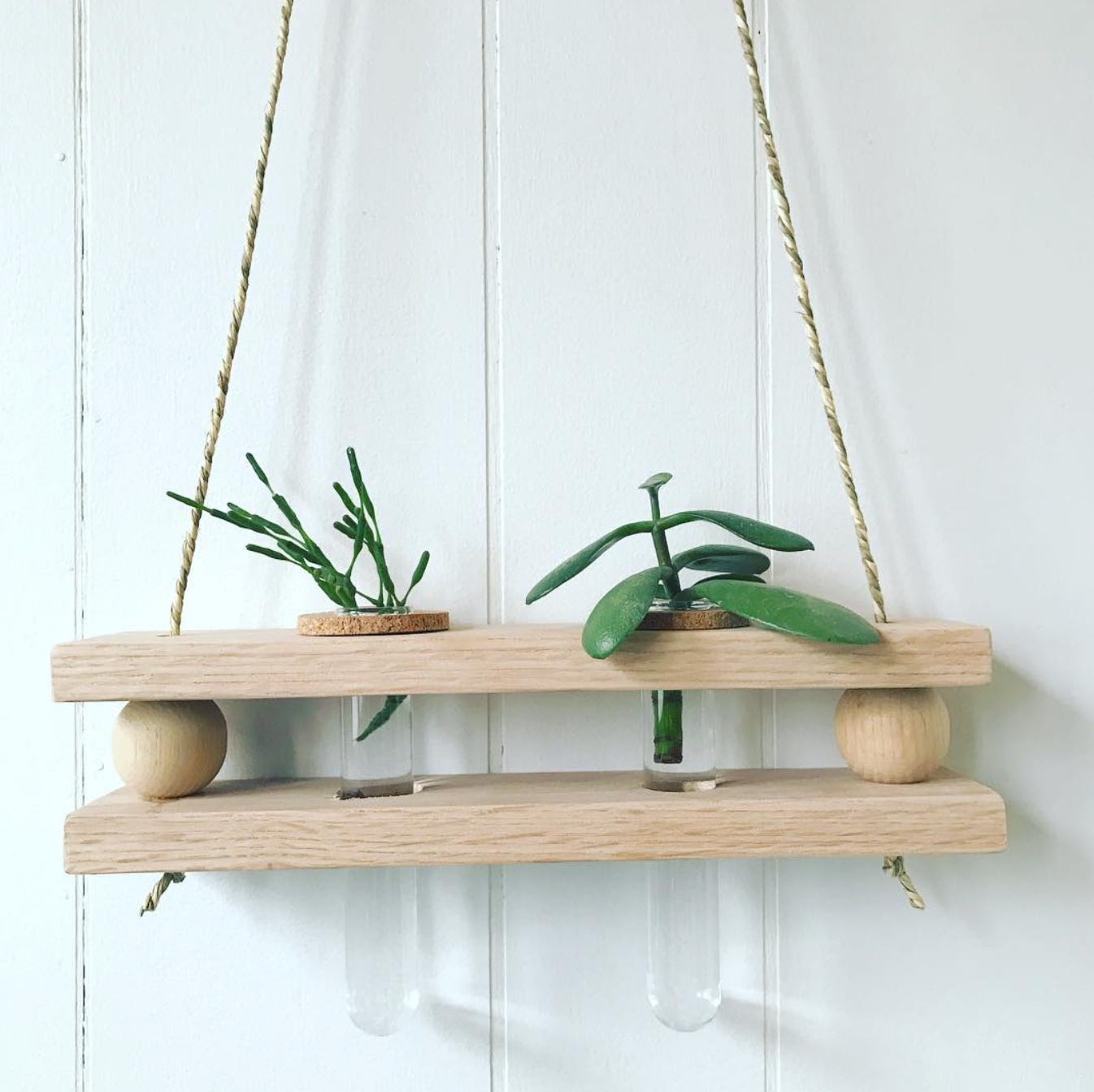 plant cuttings in a hanging wood propagation tube holder