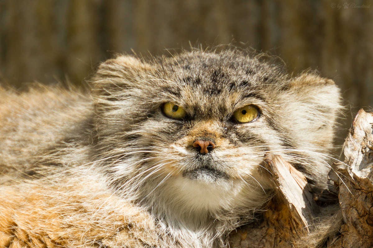 el manul es un felino del tamaño de un gato que vive en Asia central y es muy esquivo