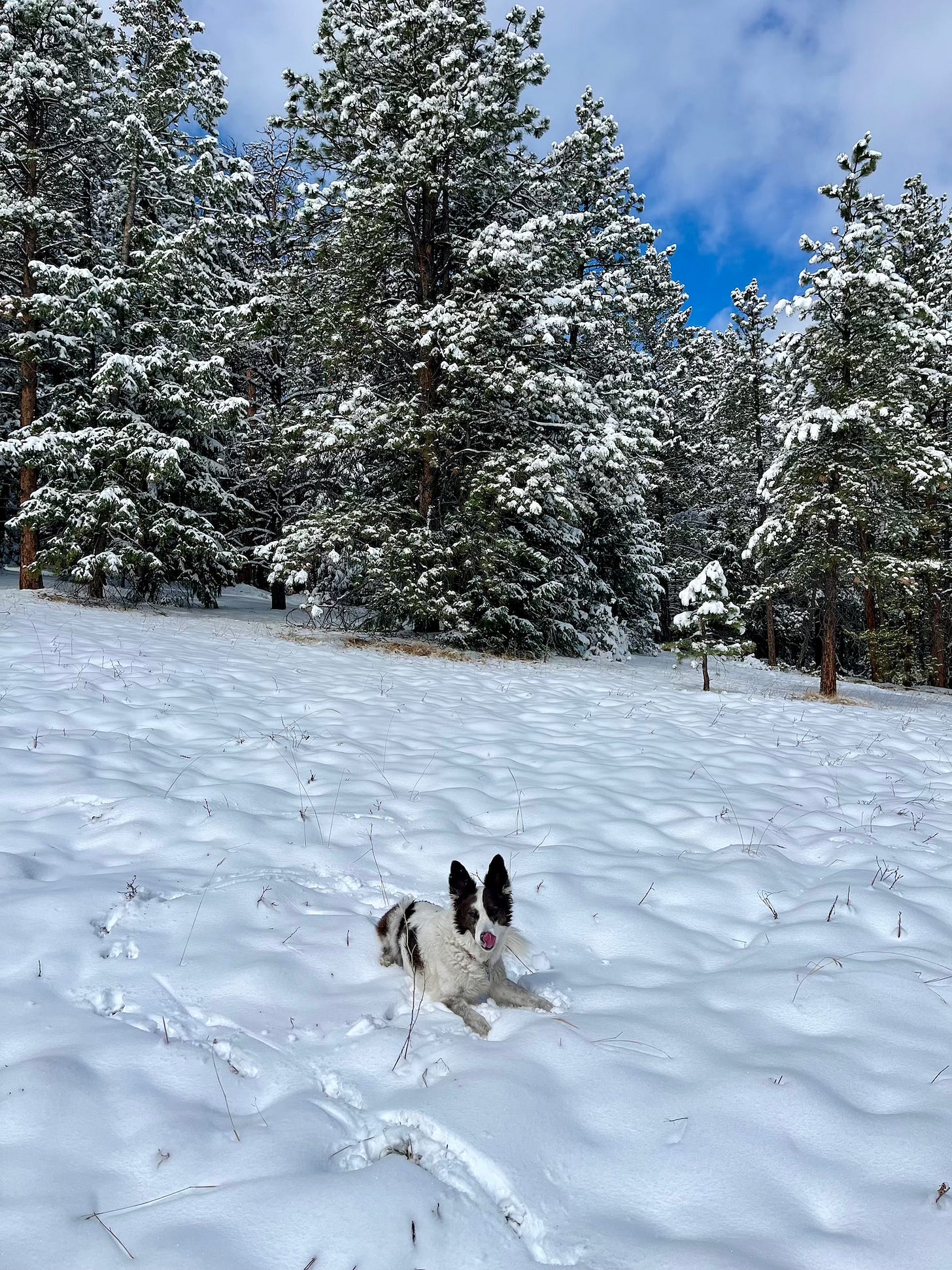 a border collie mix dog in the snow with snow covered trees in the background