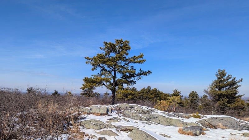 A pine tree stands alone on a snowy, rocky hill