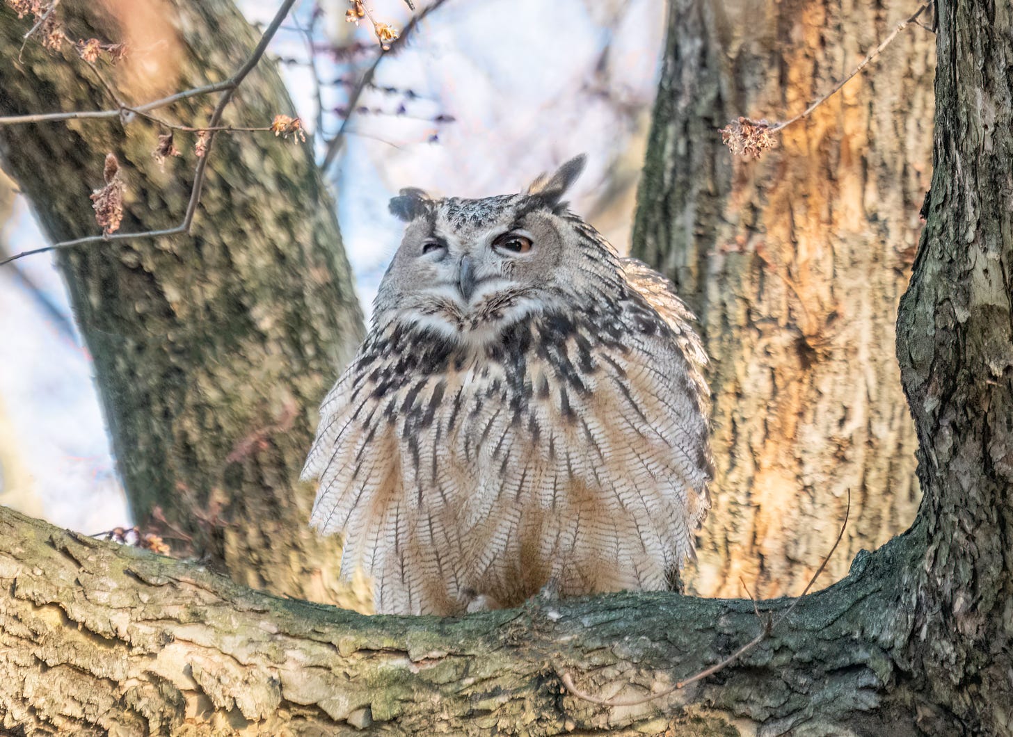 a eurasian eagle owl fluffed up on a branch, its eyes squinted.