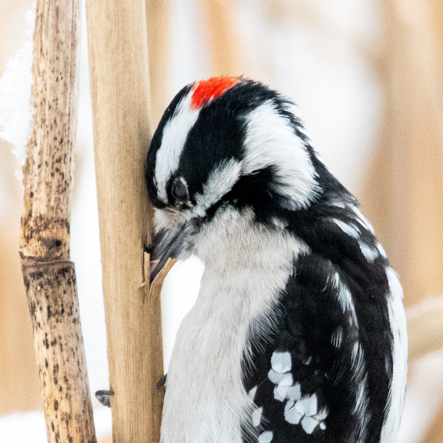 A black-and-white woodpecker, with a patch of red on the back of its head, has thrust its beak deep into a reed