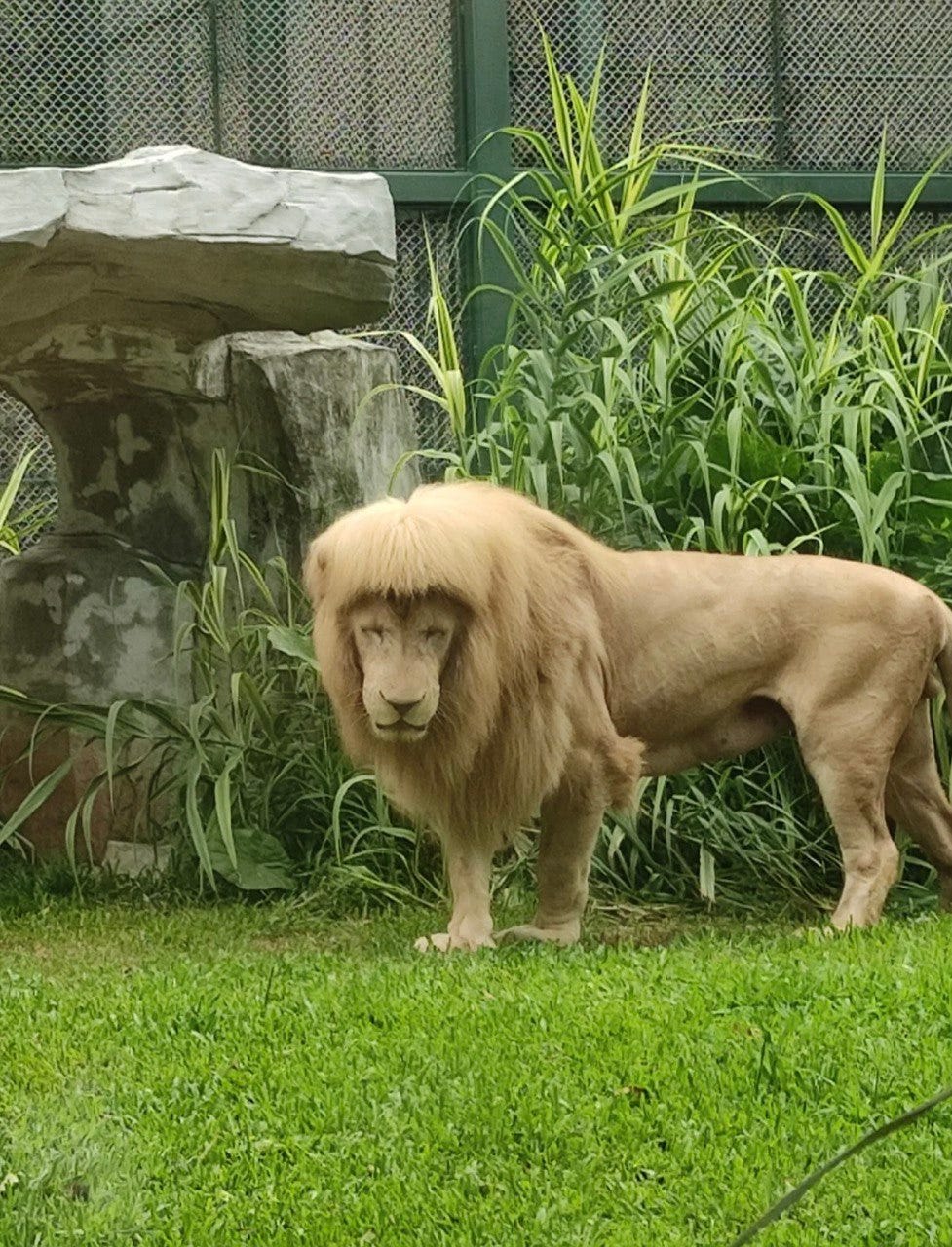 Zookeepers Denied Cutting Mane of Lion With 'Rebond' Bangs | Nestia