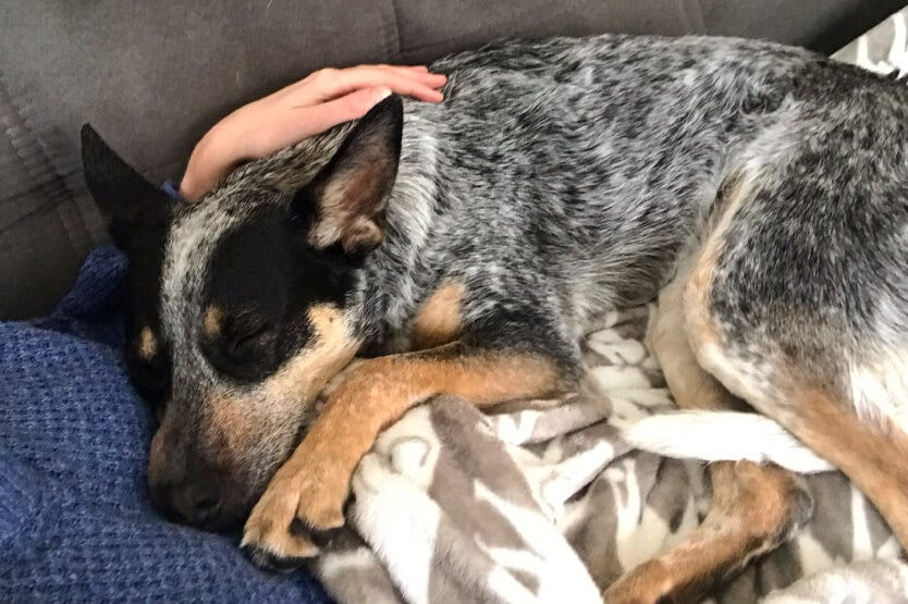 Scout the blue heeler snuggling asleep on top of her human