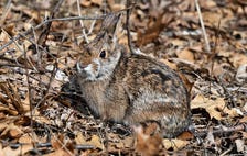 A New England cottontail blending into fallen leaves