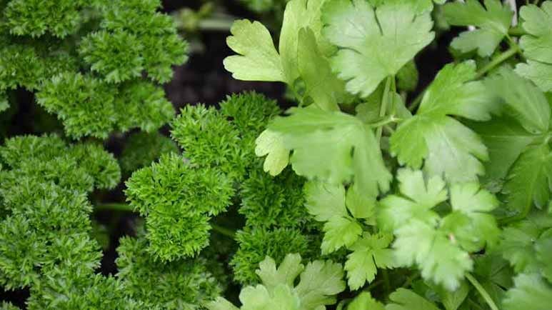 parsley nutrient filled food