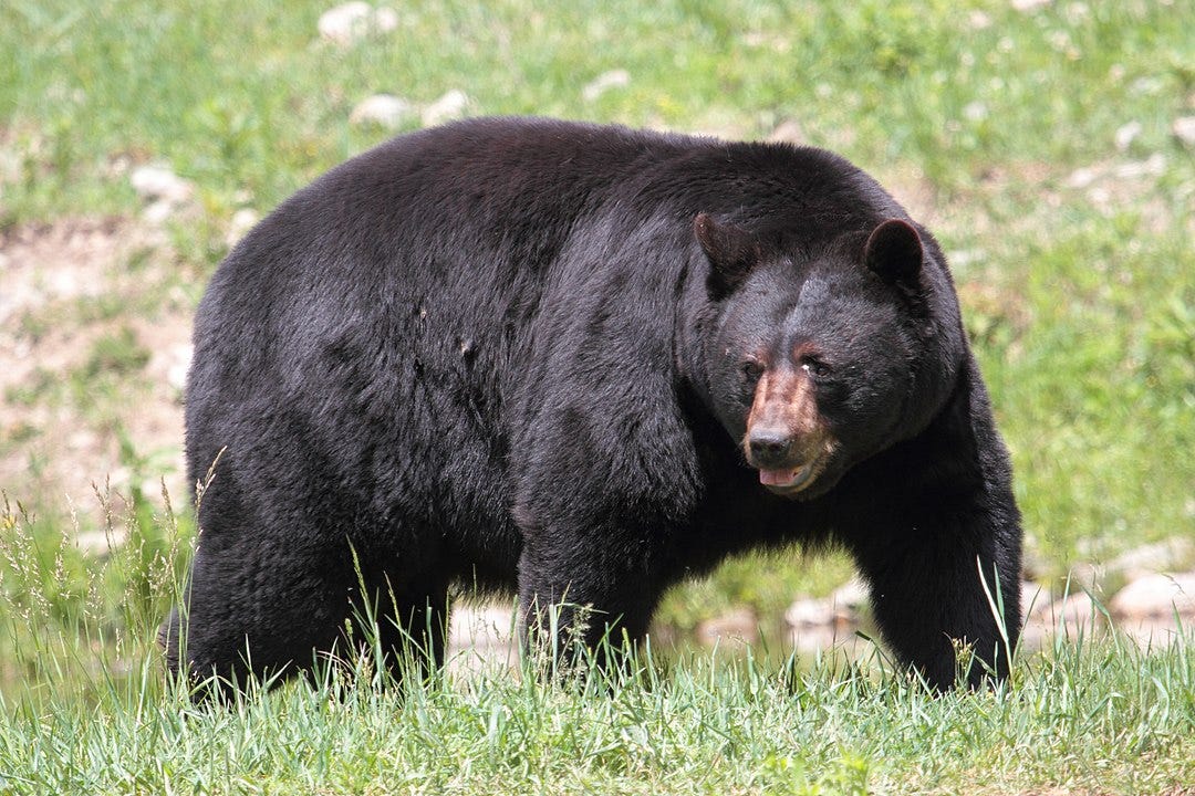 A large black bear in a green field