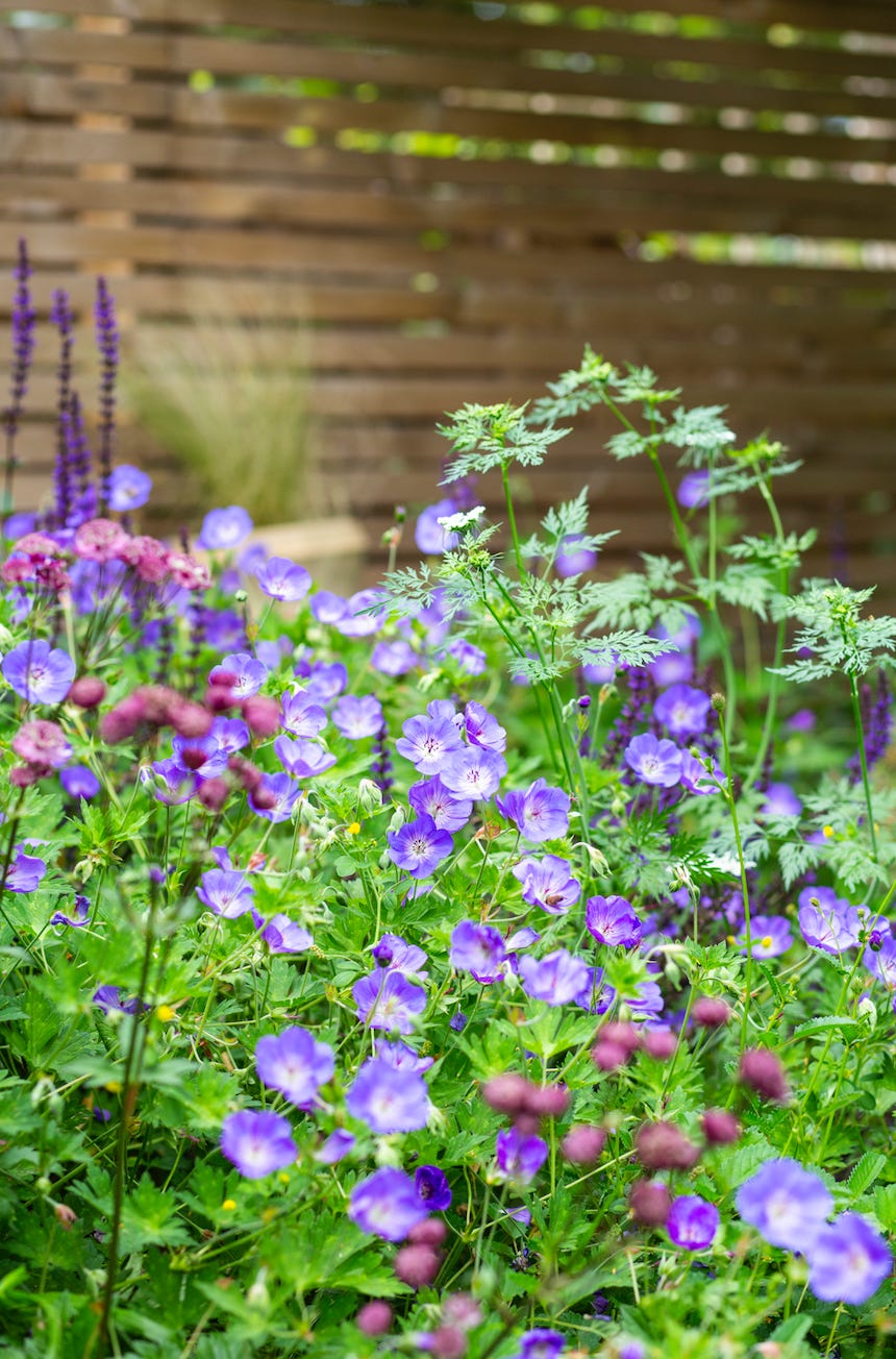 cottage garden planting design in a small garden with purple and blue flowers