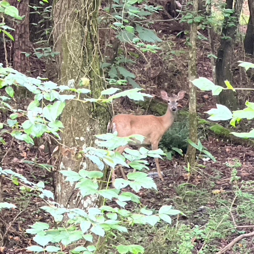 A deer with in the forest.