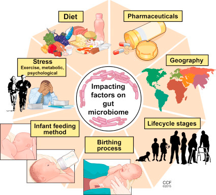 Gut Microbiome - an overview | ScienceDirect Topics