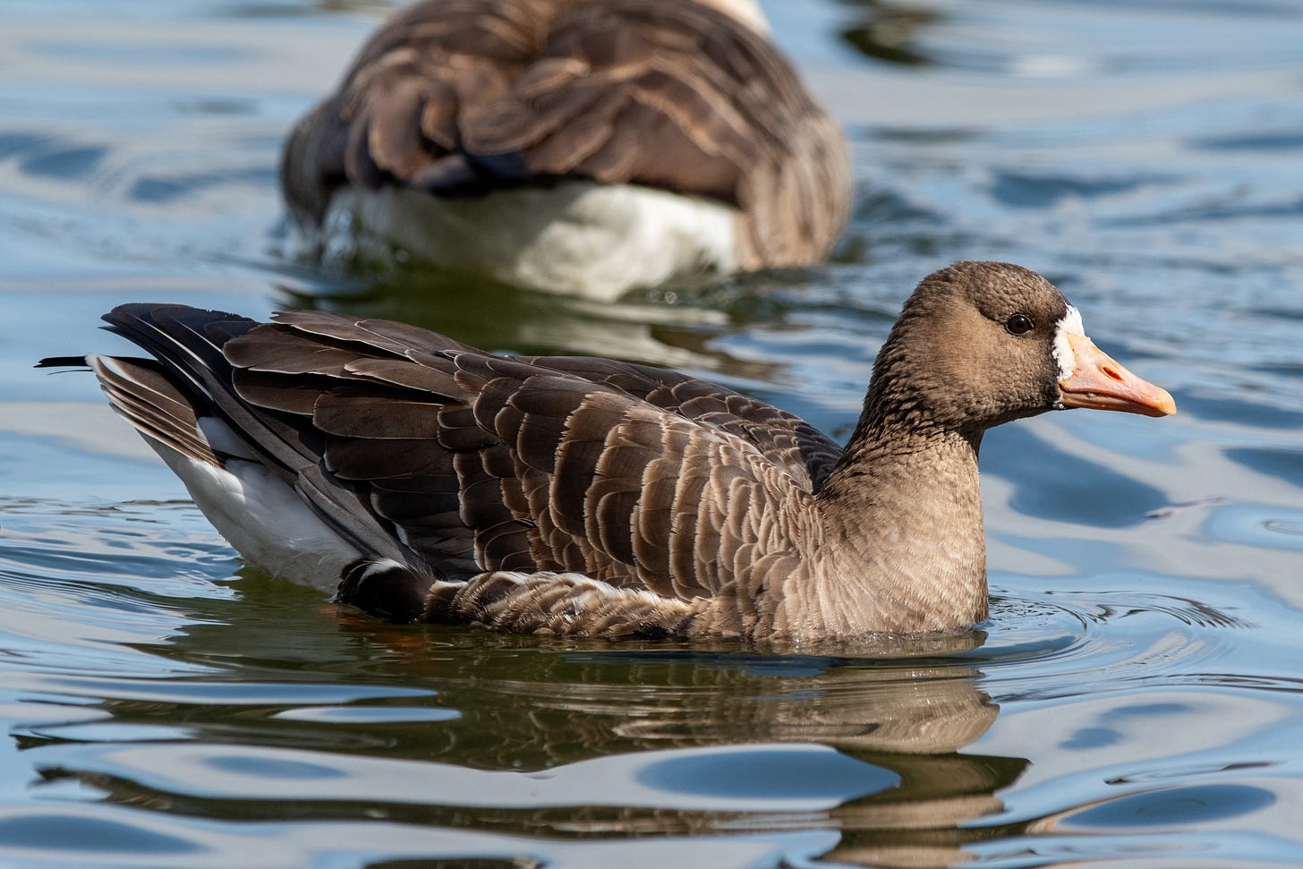 A stout brown goose with a white fringe around its orange beak sits in blue water.