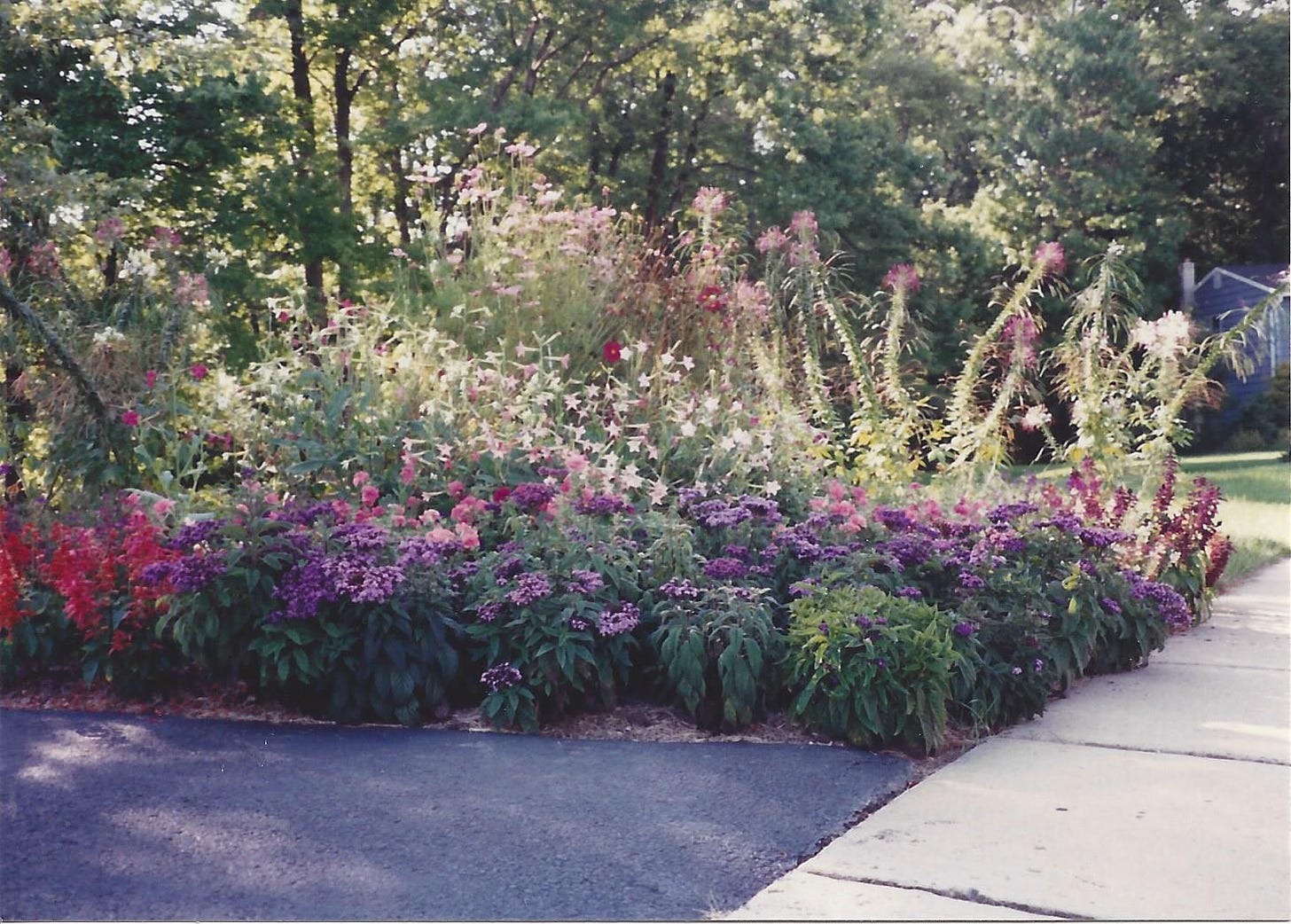 A grogeous collection of annual flowers--salvia, heliotrope, nicotiana, and cleome, in shades of pink, purple, red, and white--brighten the hard edge of a driveway and sidewalk--