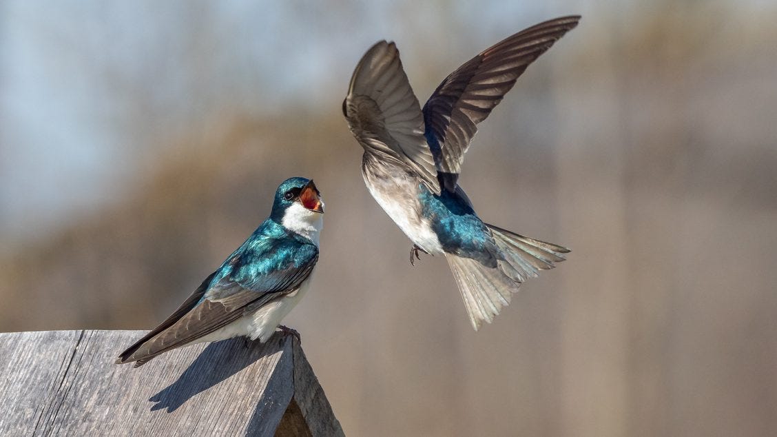 A pair of glossy swallows.