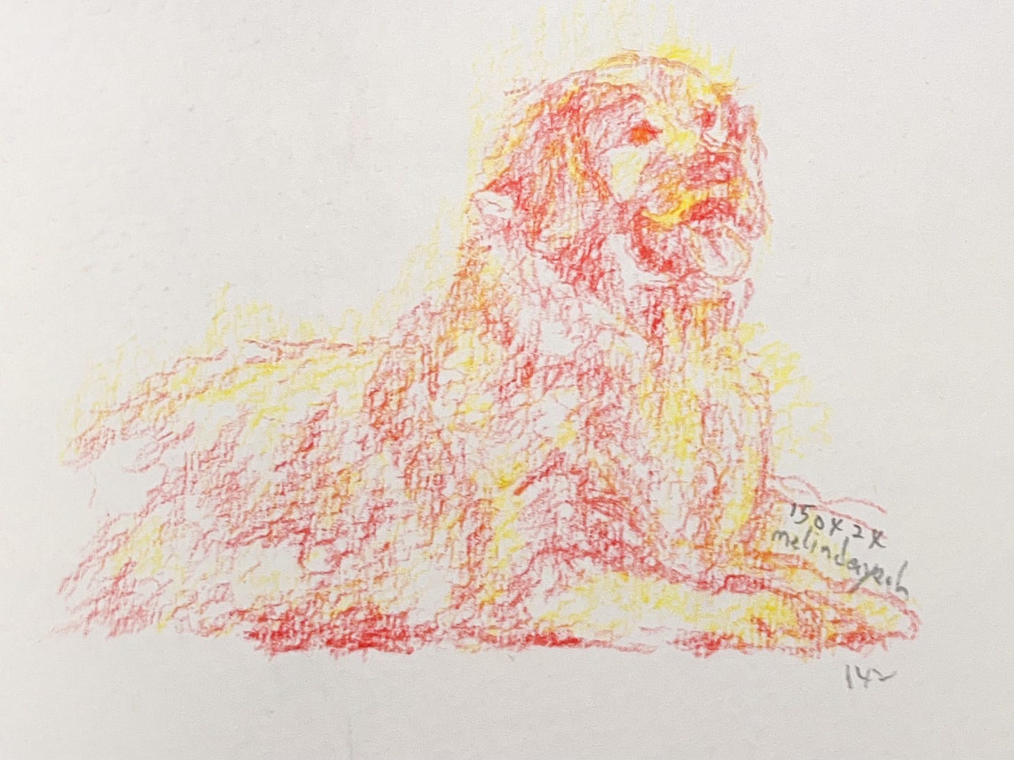 image: sketch done with a red and a yellow coloured pencil of a golden retriever