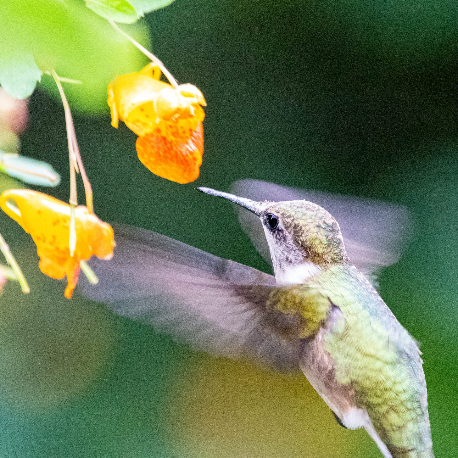 A hummingbird with an emerald cap and back hovers, its wings blurry from speed, in front of an orange touch-me-not
