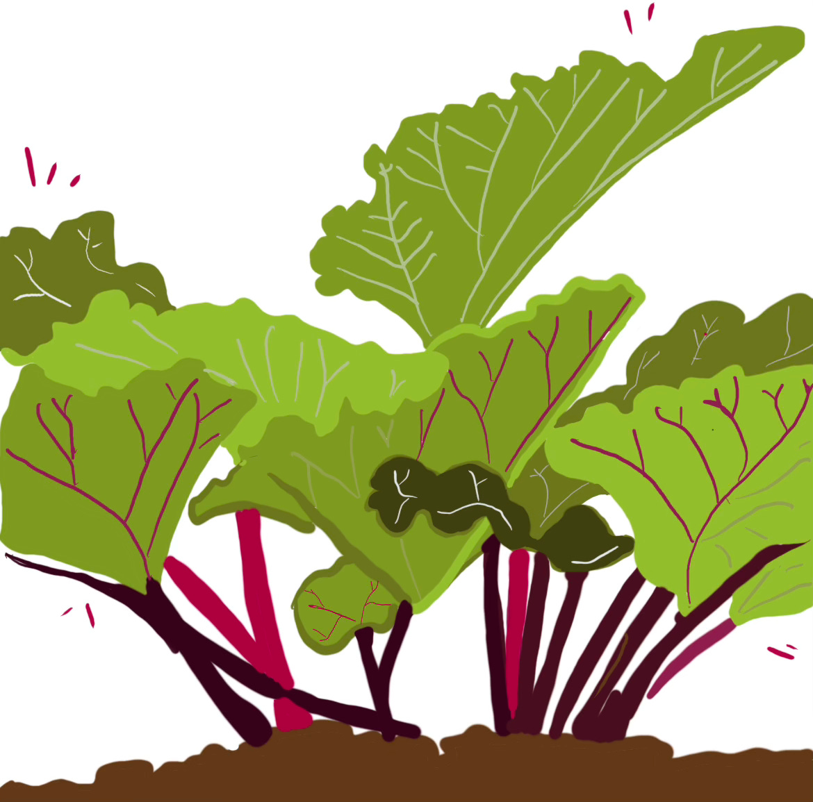 illustration of rhubarb
