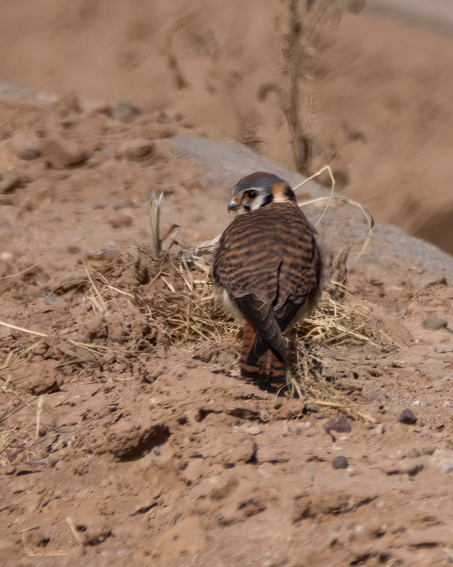 20250401-Marana-363-Edit.jpg