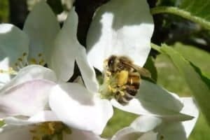 bee on an apple blossom