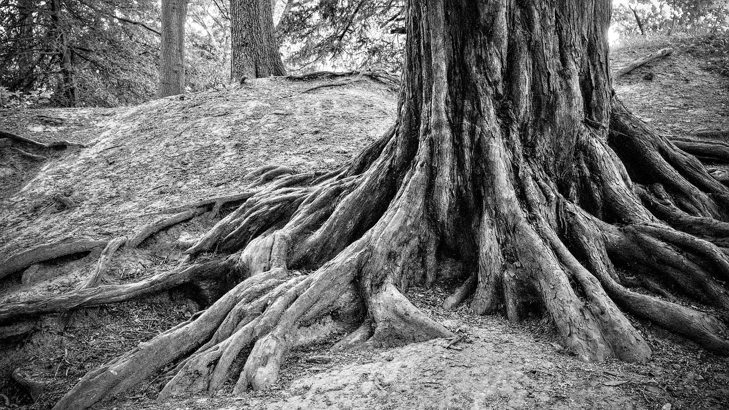 roots of a tree reaching out from its base