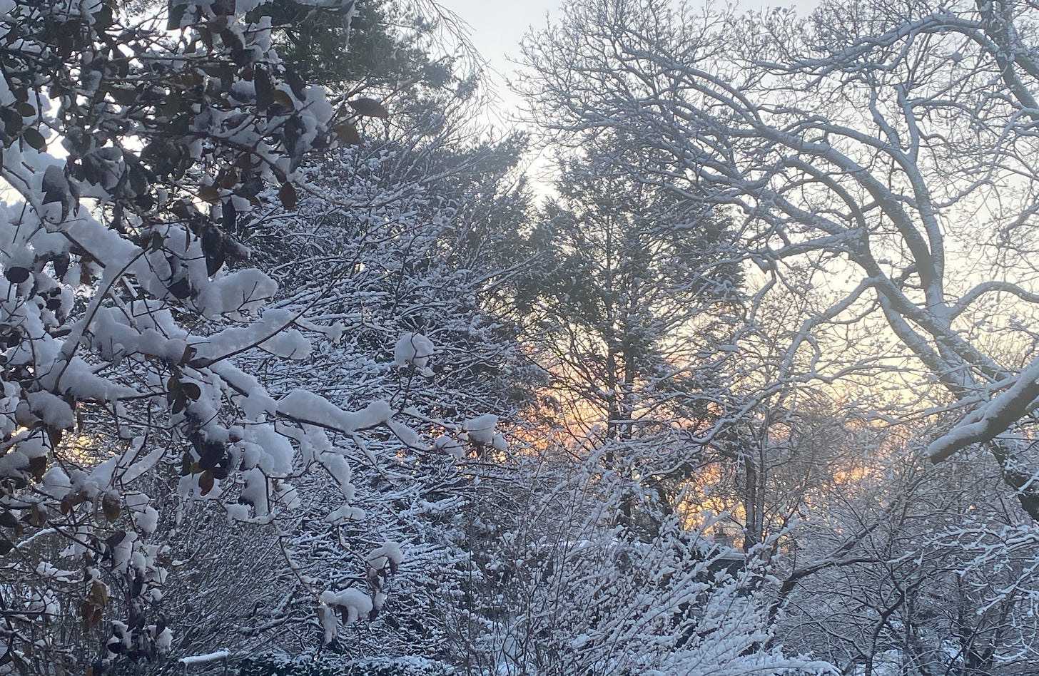 winter trees covered with snow, sunlight on the horizon between the trees