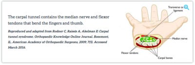 carpal tunnel anatomy 