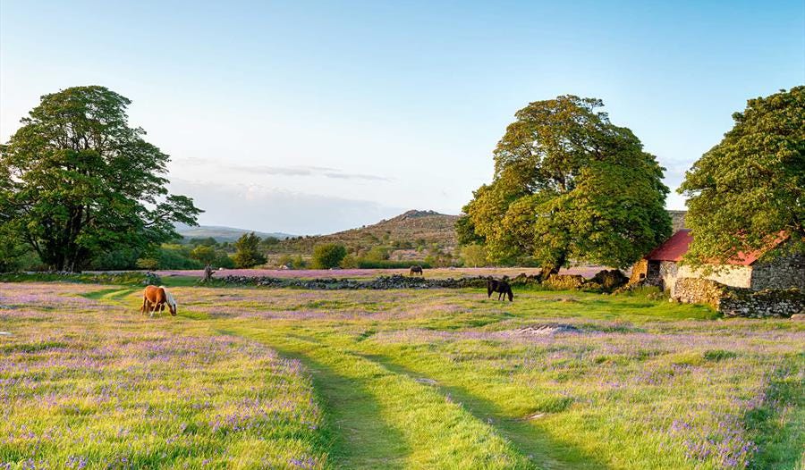 Dartmoor covered in blue flowers with grazing ponies from Visit South Devon
