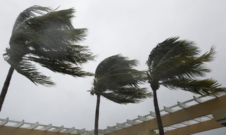 Palm trees in strong wind
