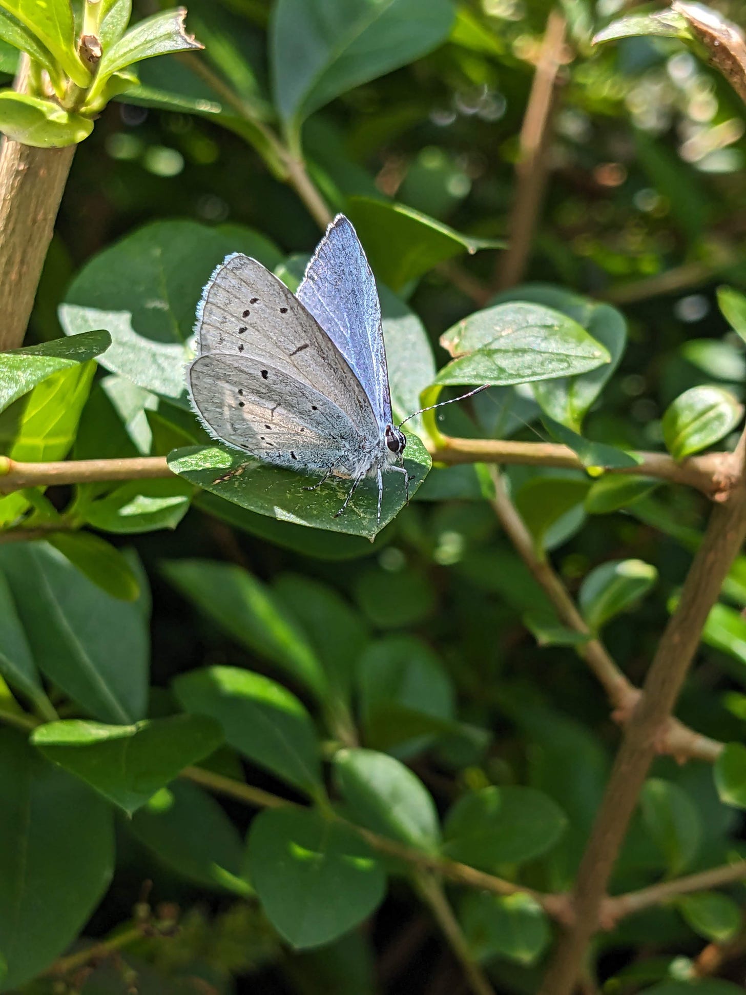 small silvery-blue butterfly on a damp leaf
